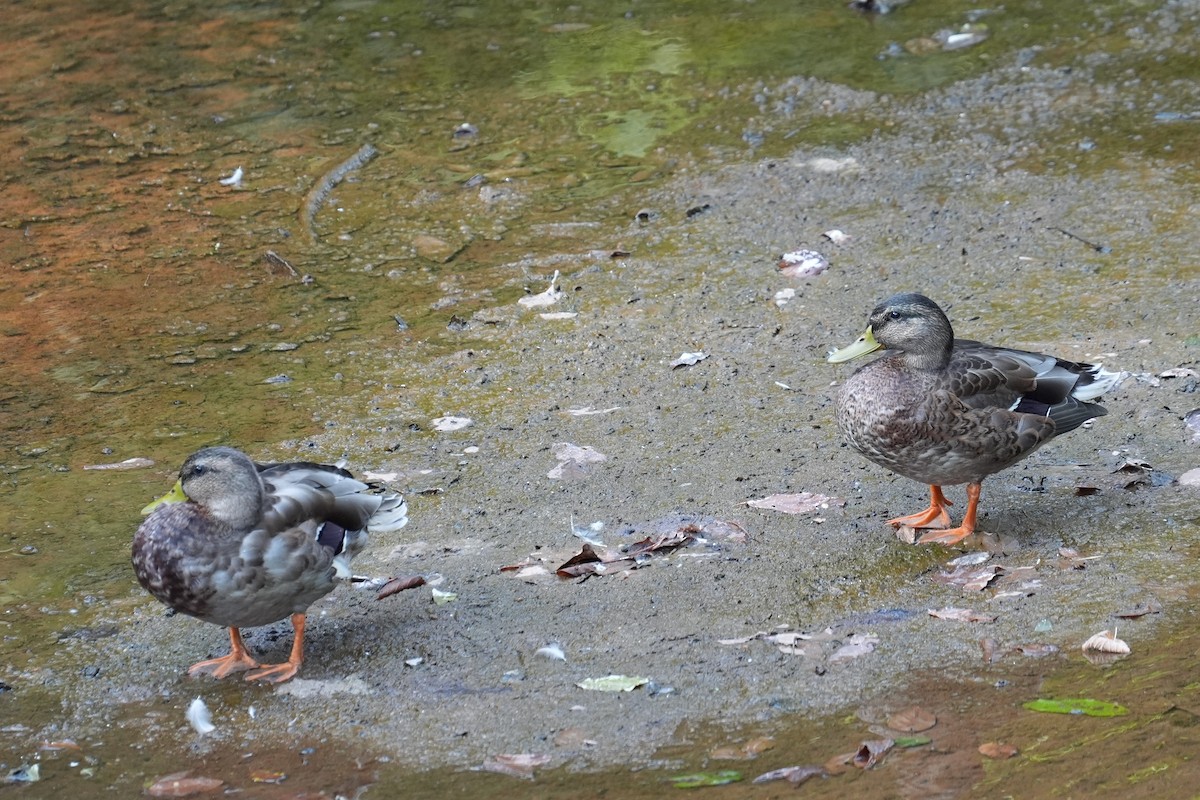 Mallard - ML642133660