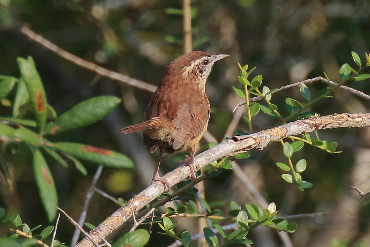 Carolina Wren - ML642133662
