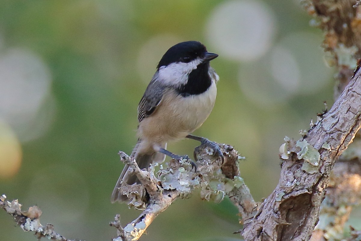 Carolina Chickadee - ML642133667
