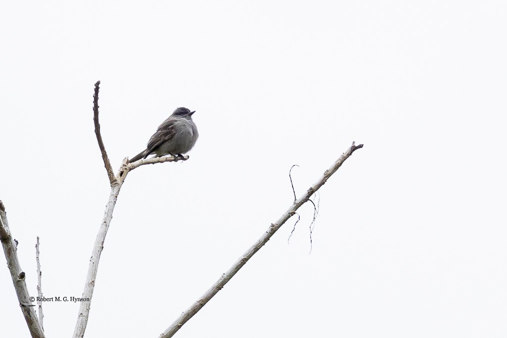 Crowned Slaty Flycatcher - ML642133669