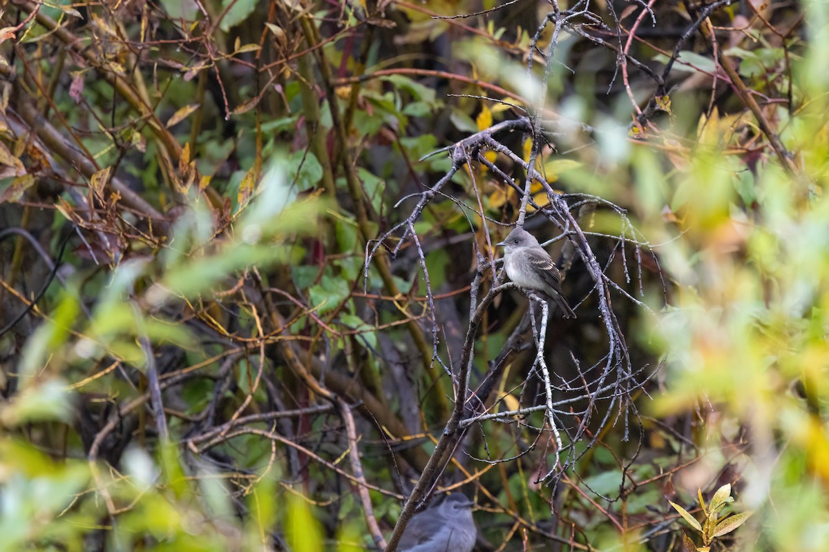 Western Wood-Pewee - ML642133675