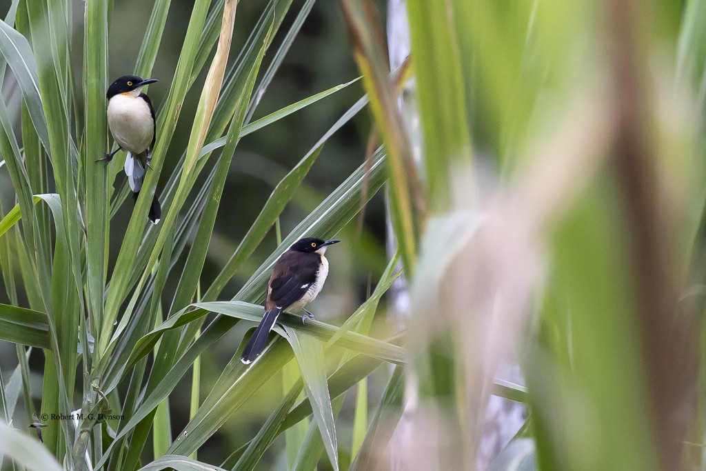 Black-capped Donacobius - ML642133678