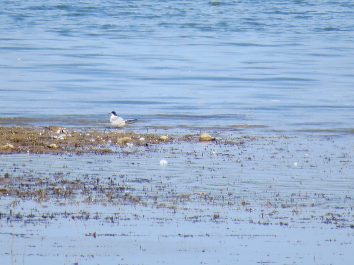 Common Tern - ML642133679