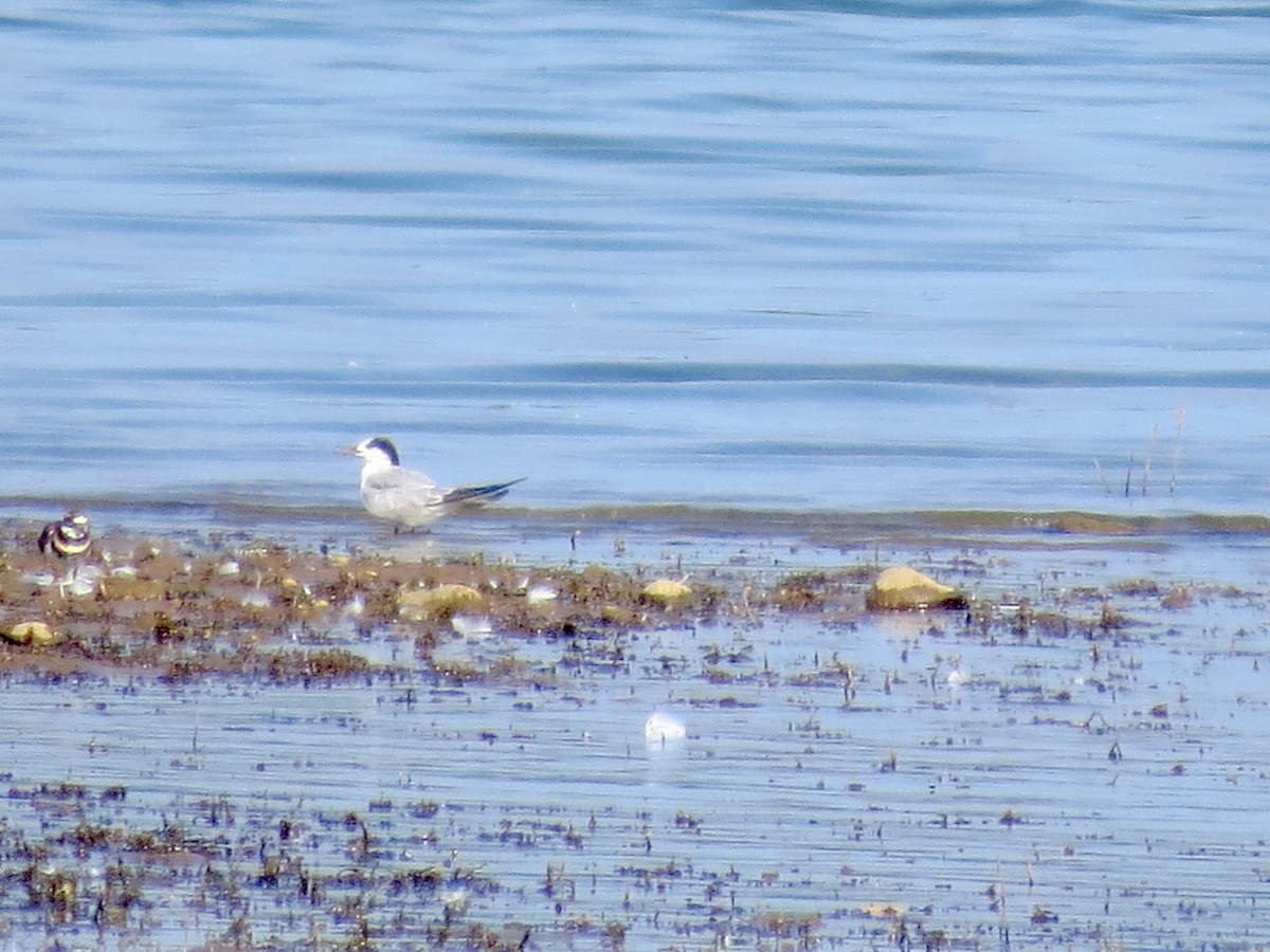 Common Tern - ML642133682