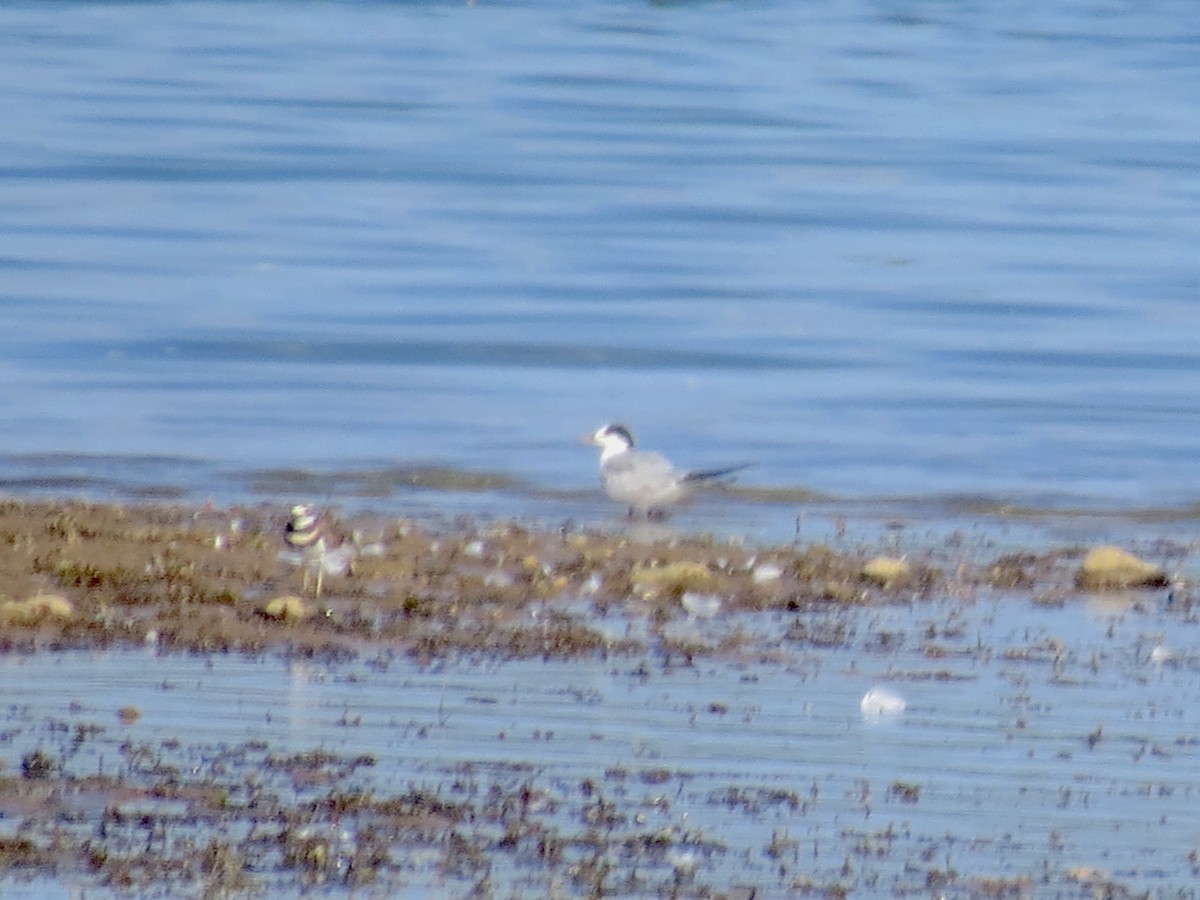 Common Tern - ML642133691