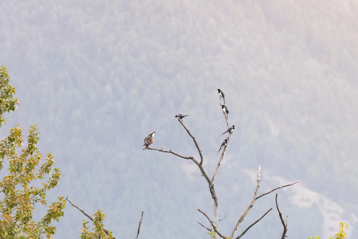 Black-billed Magpie - ML642133693