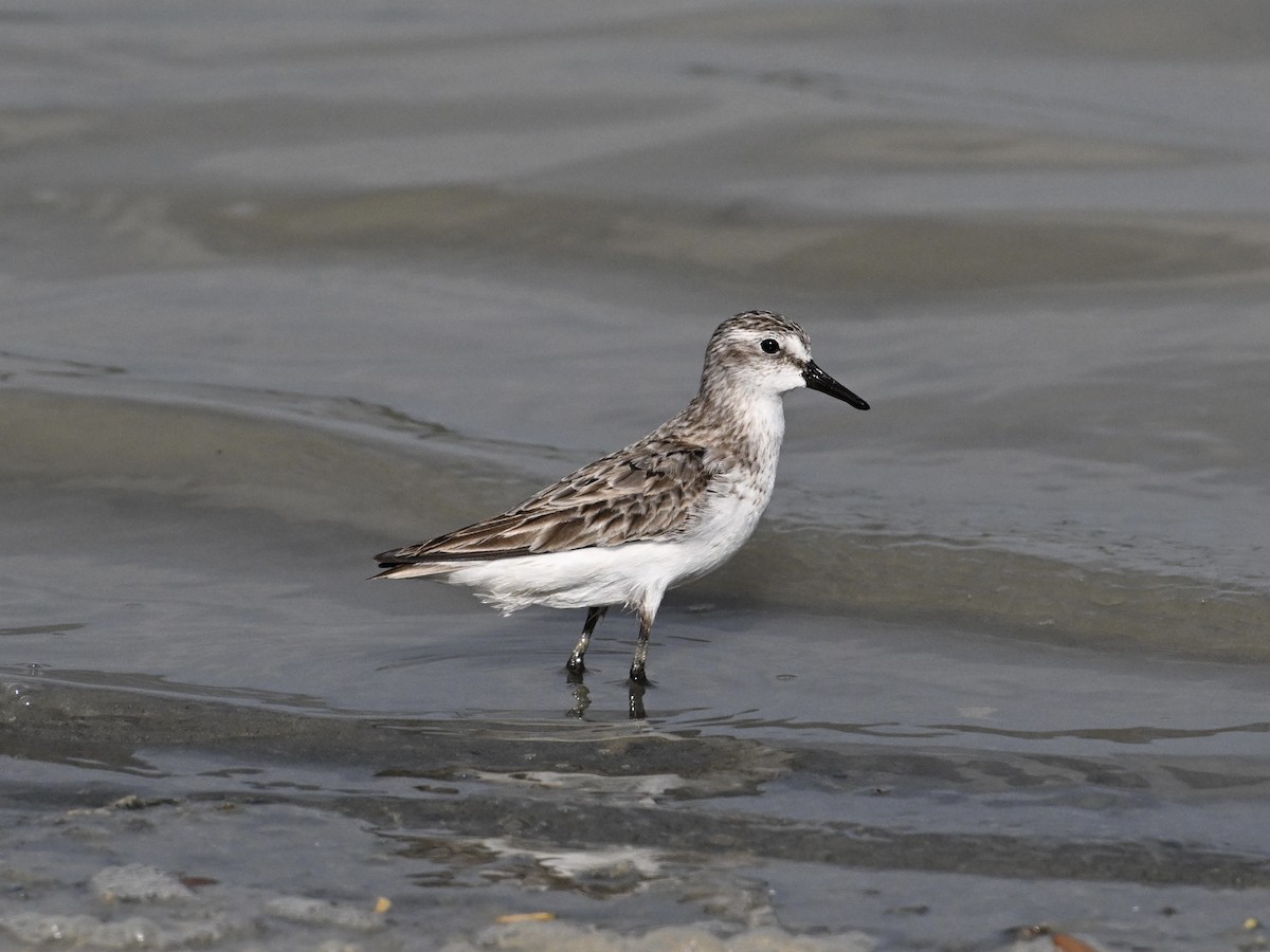 Semipalmated Sandpiper - ML642133696