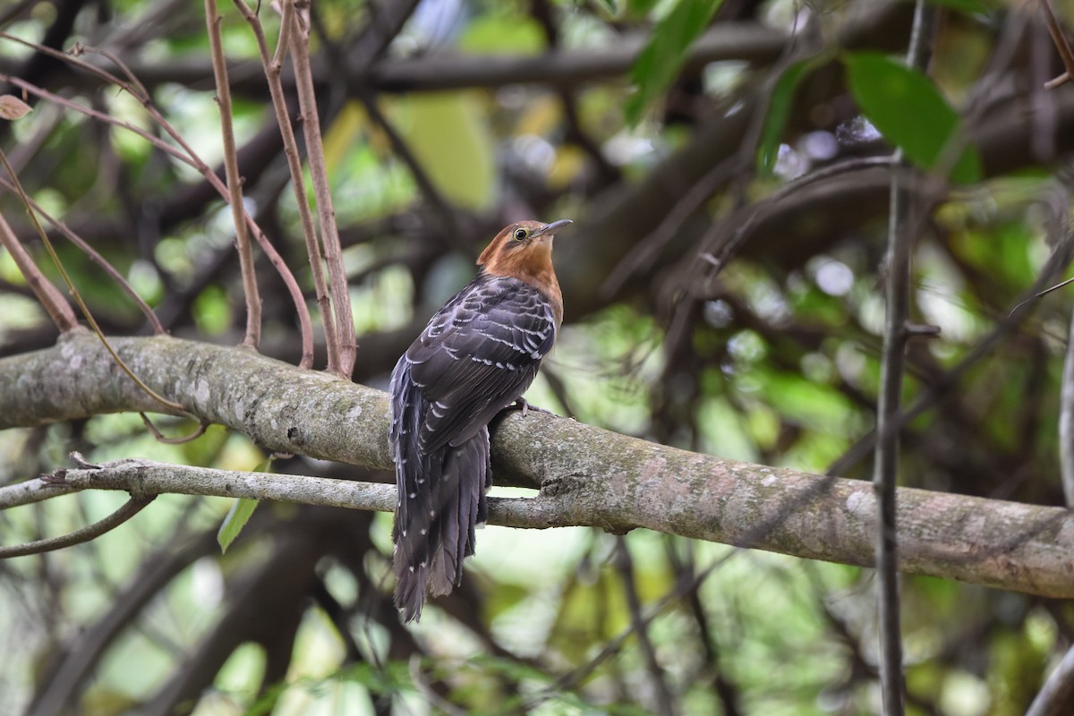 Pavonine Cuckoo - ML642133703