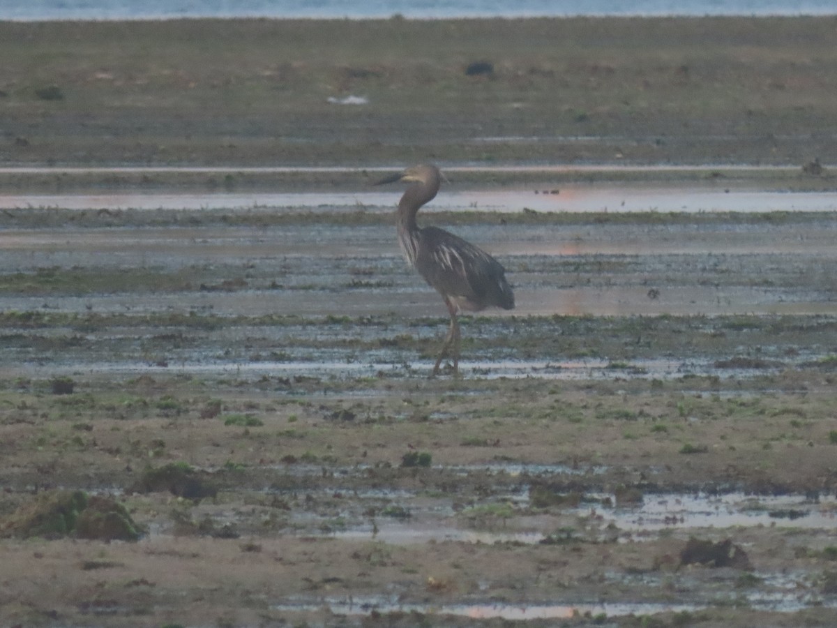 Great-billed Heron - ML642133704