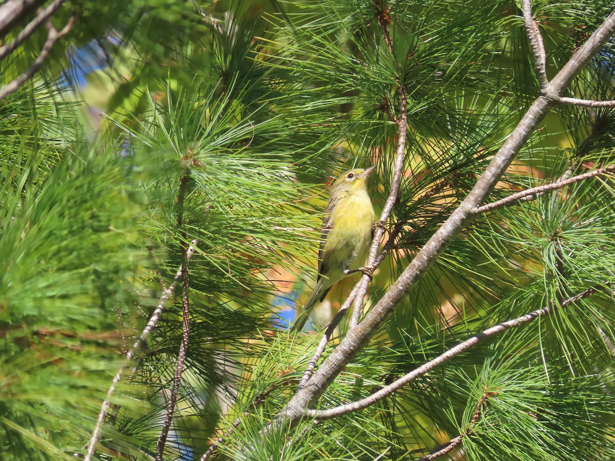 Pine Warbler - ML642133709