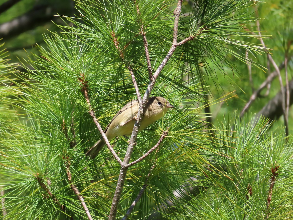 Pine Warbler - ML642133714