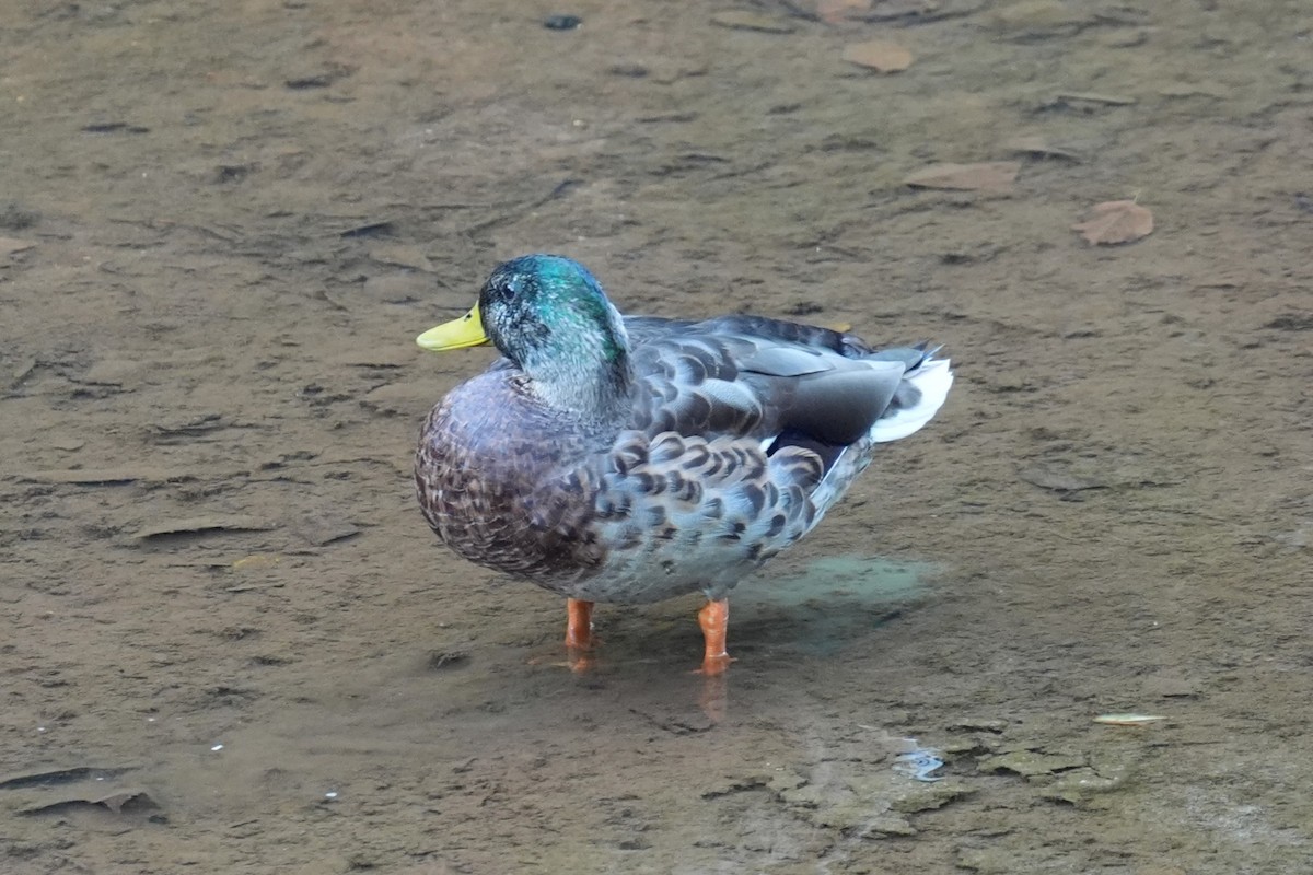 Mallard - ML642133725