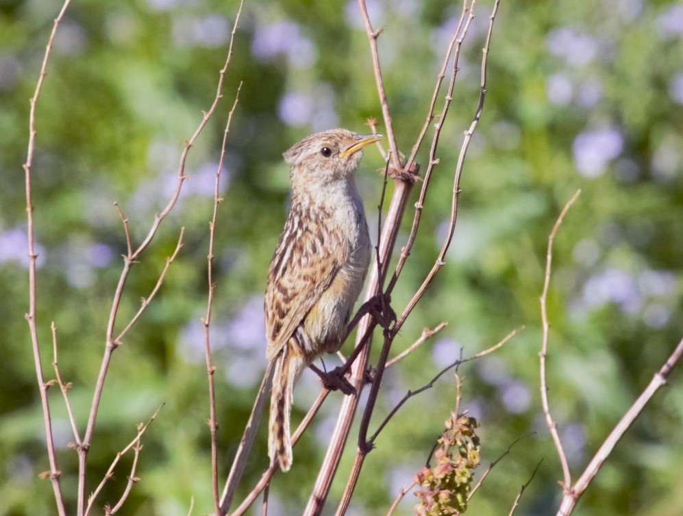 Grass Wren - ML642133745