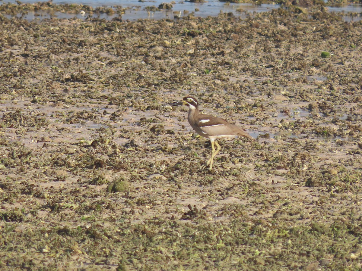 Beach Thick-knee - ML642133747