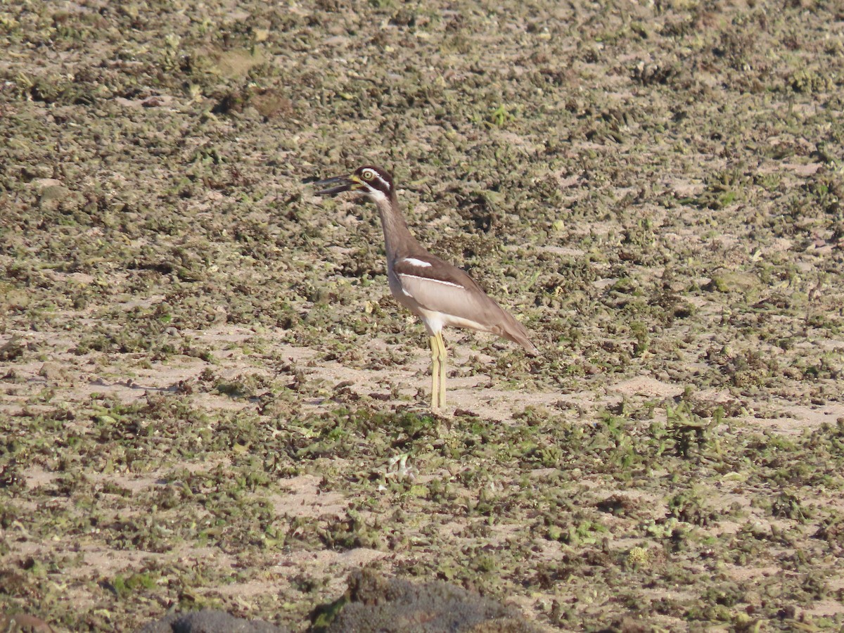 Beach Thick-knee - ML642133748