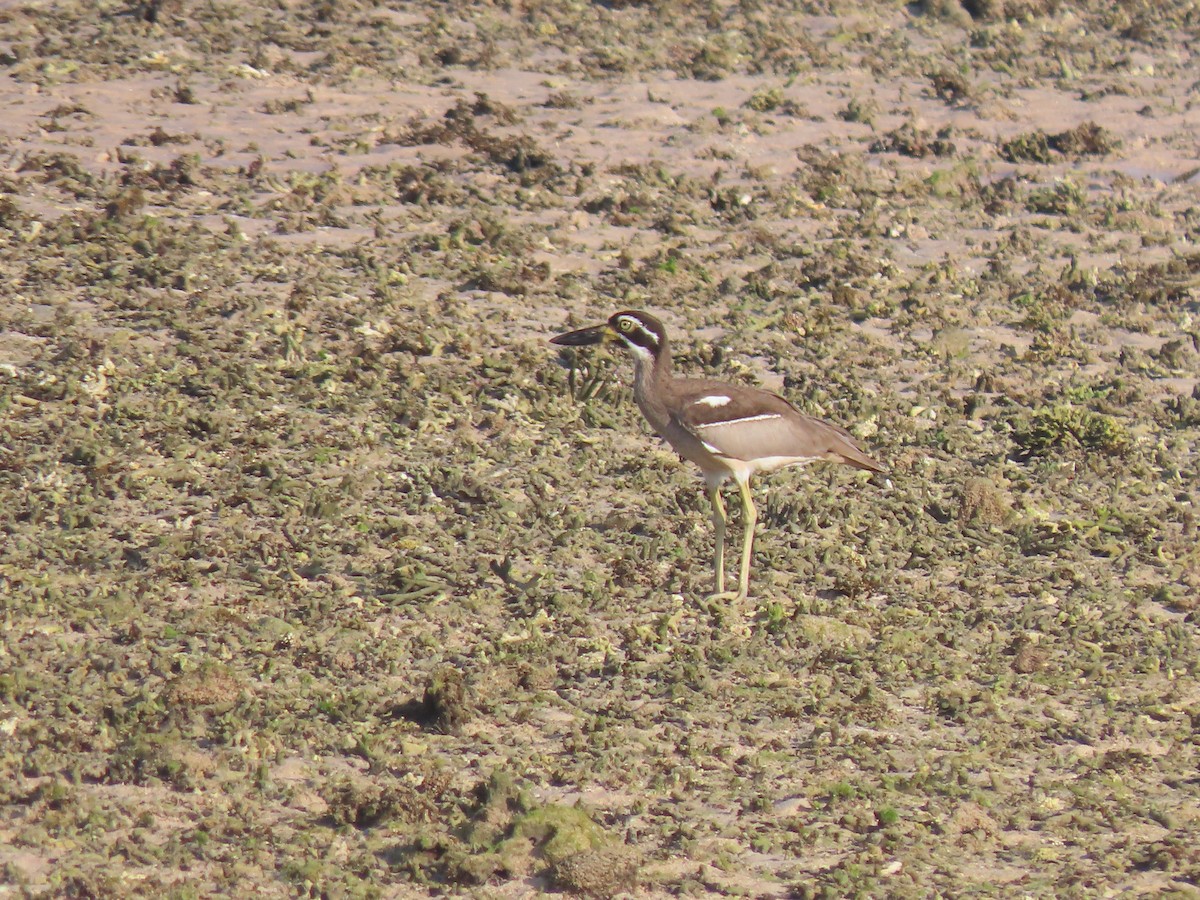 Beach Thick-knee - ML642133749