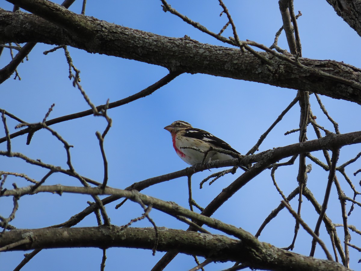 Rose-breasted Grosbeak - ML642133752