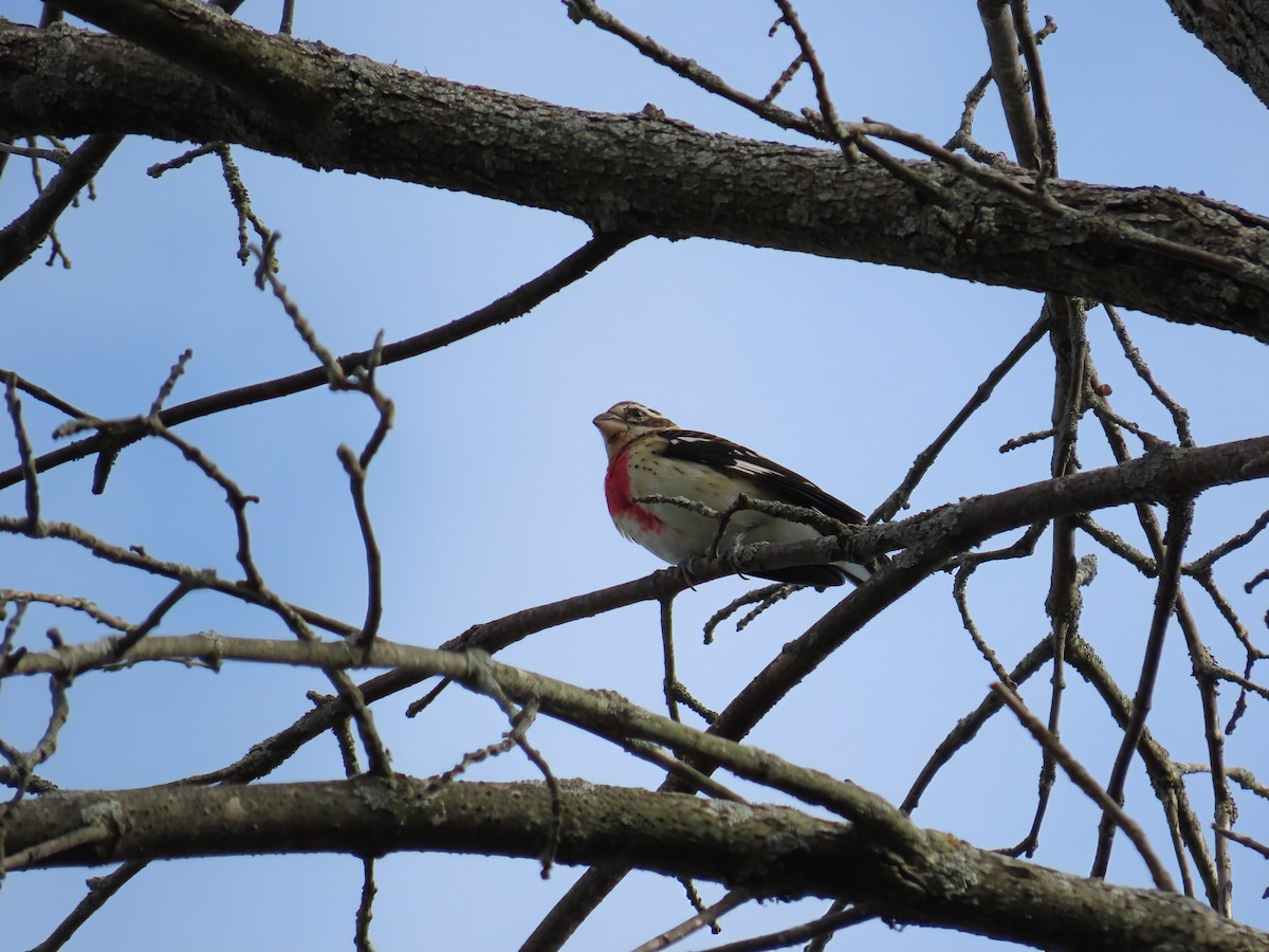 Rose-breasted Grosbeak - ML642133753