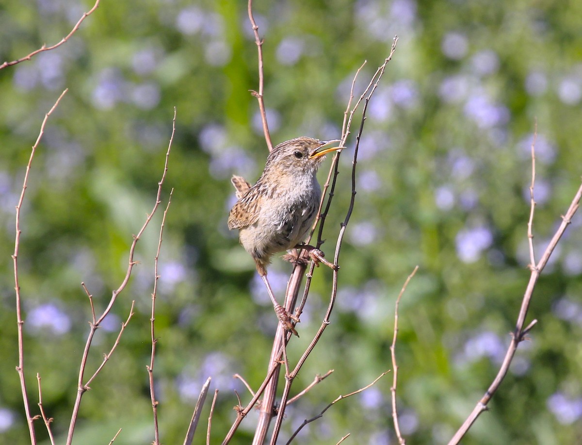 Grass Wren - ML642133754