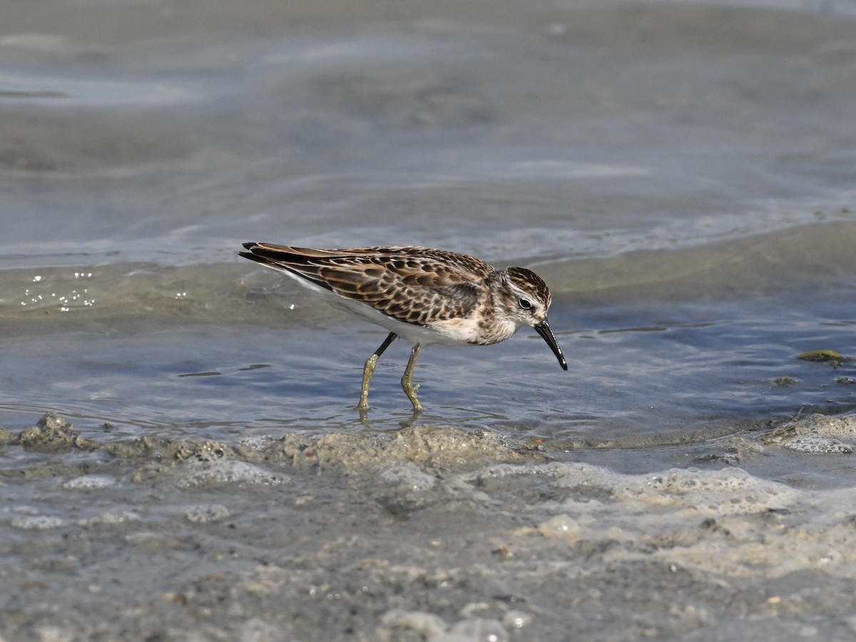 Least Sandpiper - ML642133758