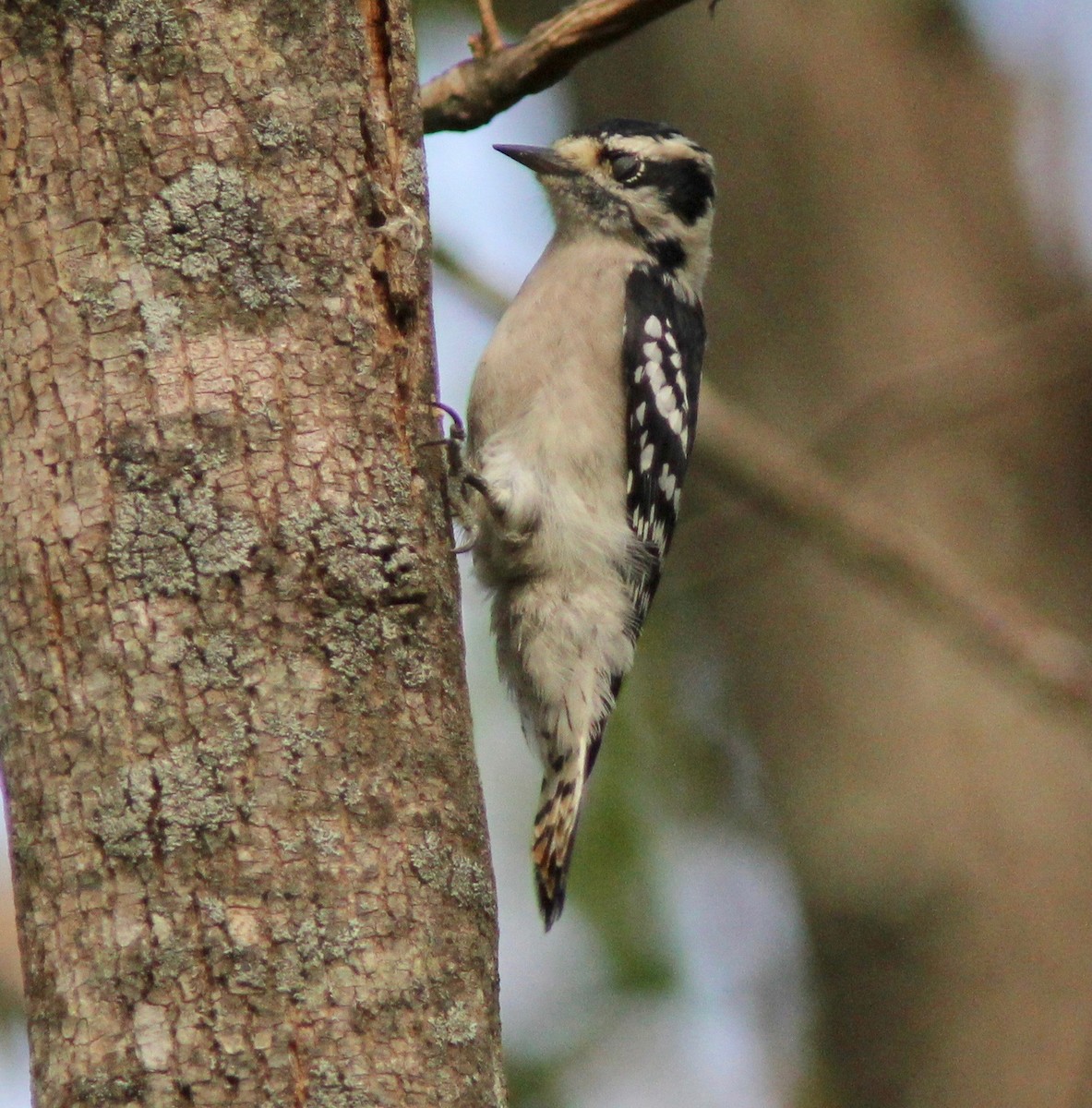 Downy Woodpecker - ML642133760