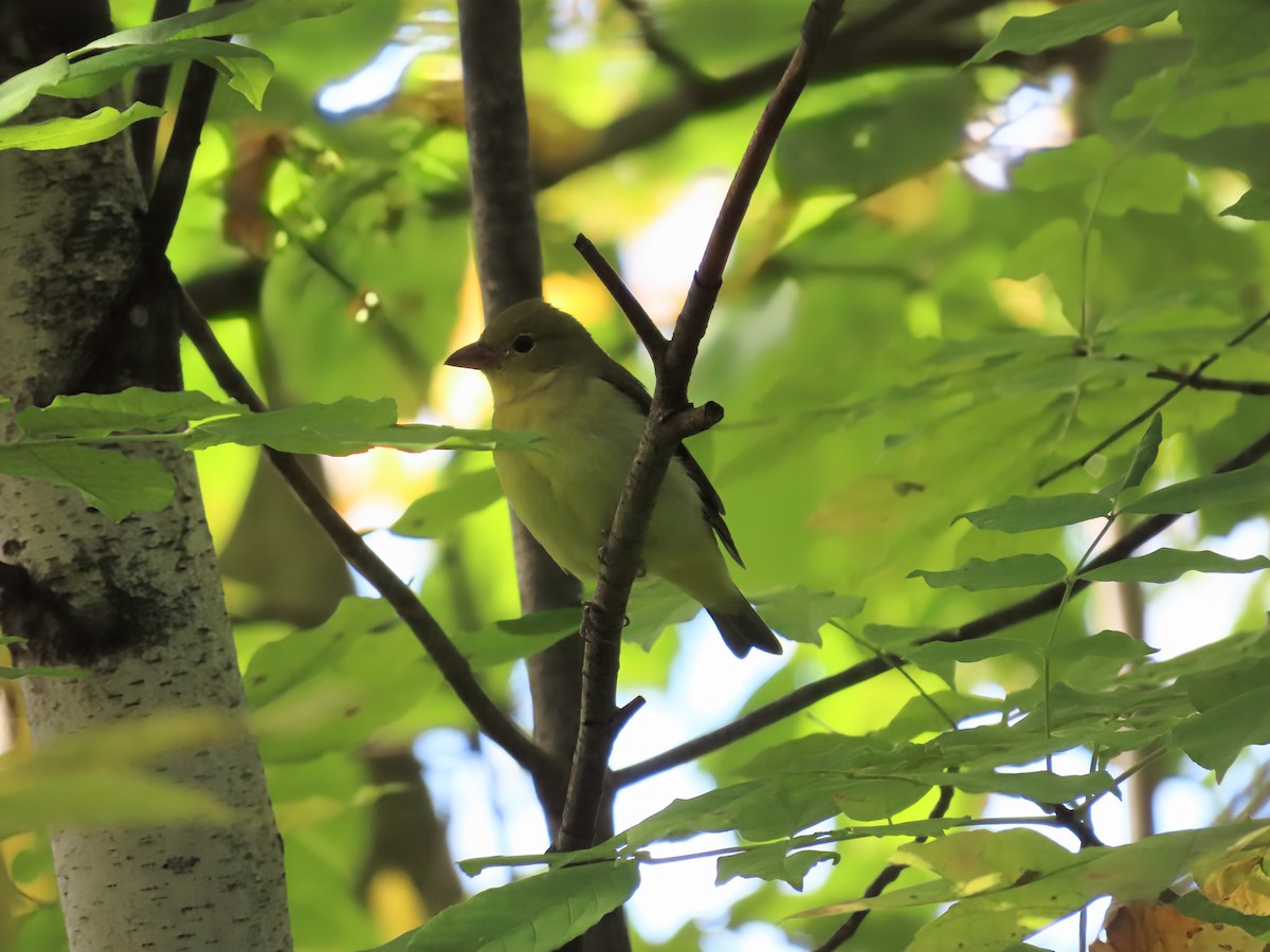 Scarlet Tanager - ML642133765
