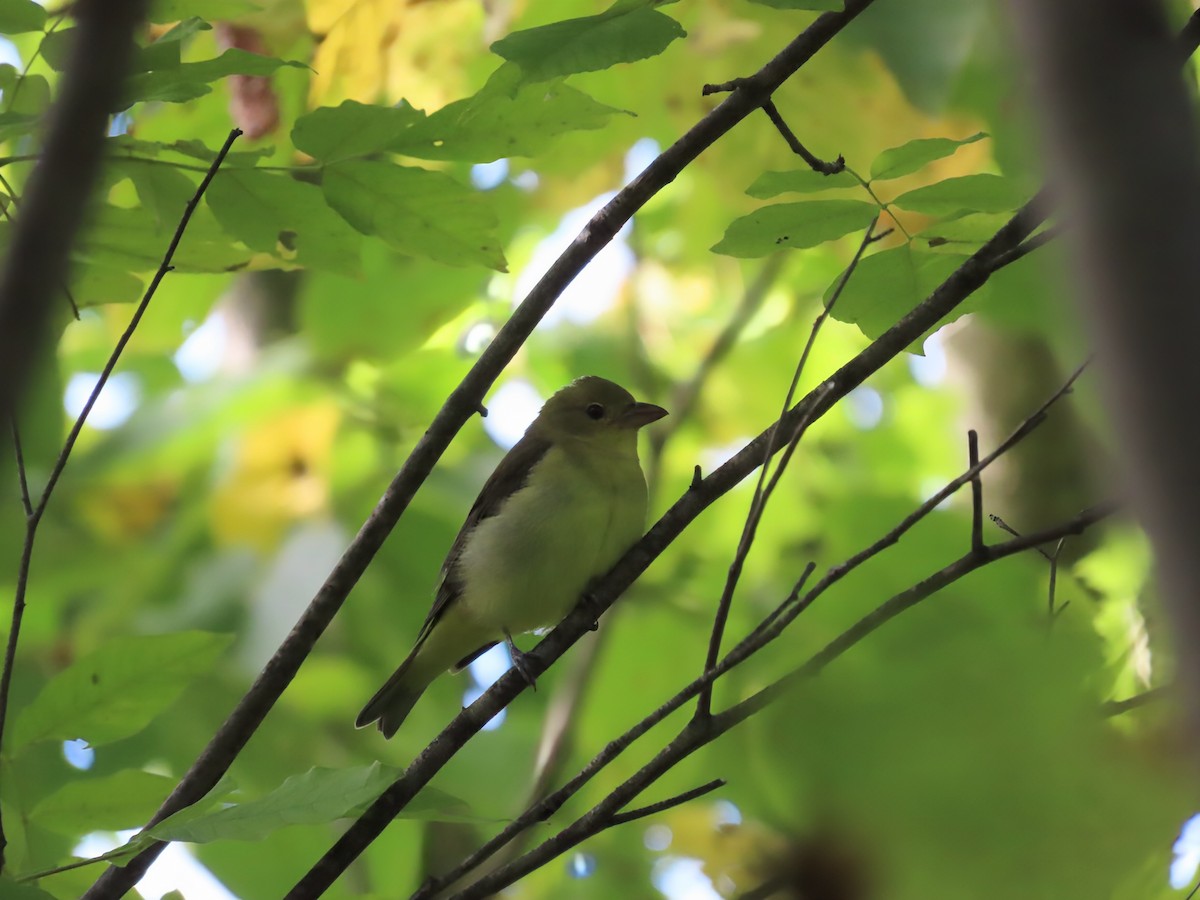 Scarlet Tanager - ML642133767