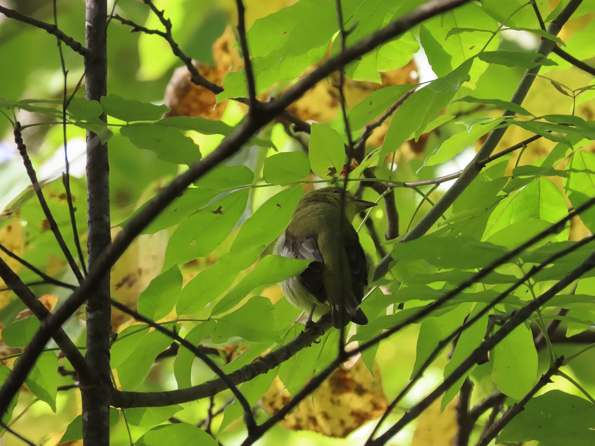 Scarlet Tanager - ML642133768
