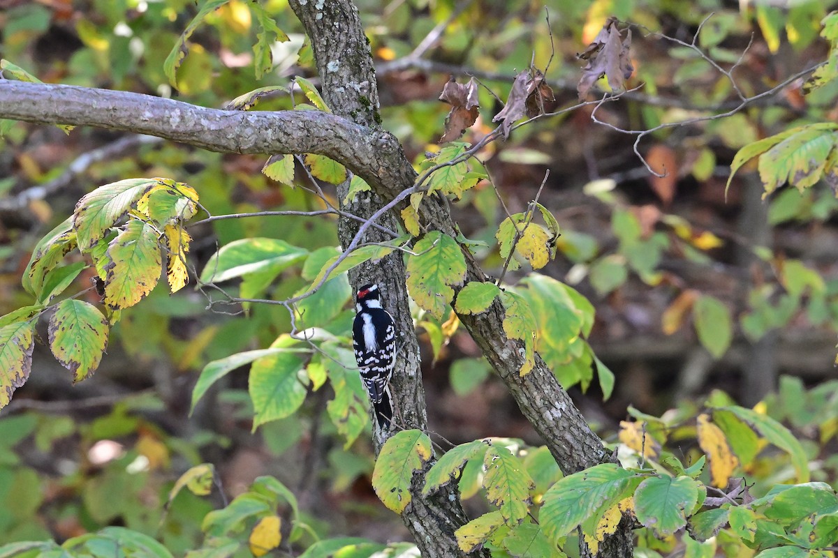 Downy Woodpecker - ML642133781