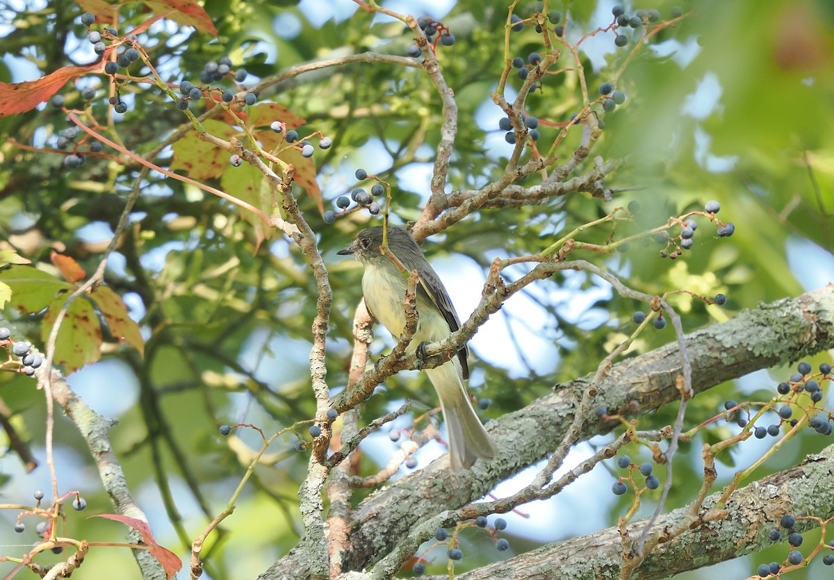 Eastern Phoebe - ML642133782
