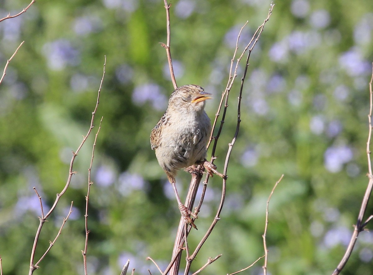 Grass Wren - ML642133783