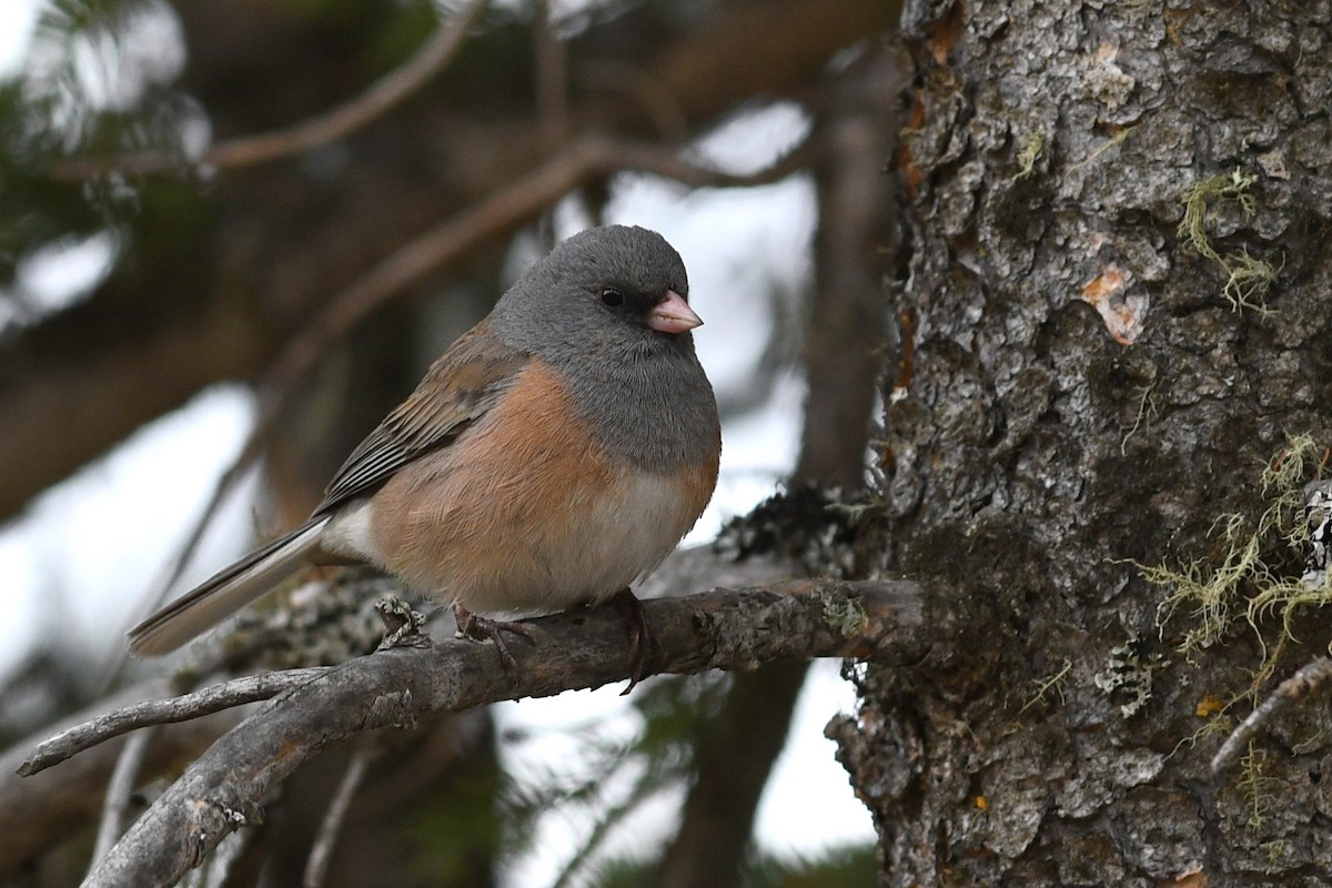 Junco ardoisé (mearnsi) - ML642133785