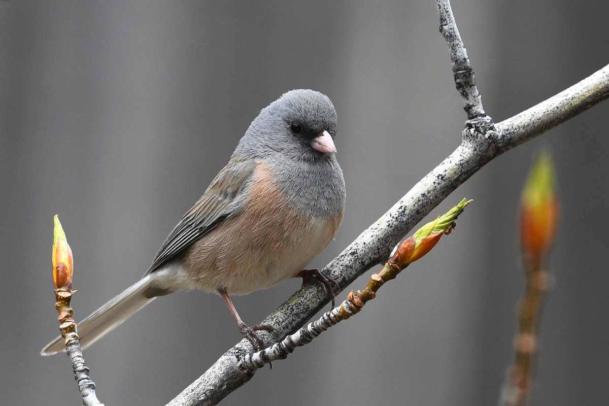 Junco ardoisé (mearnsi) - ML642133786