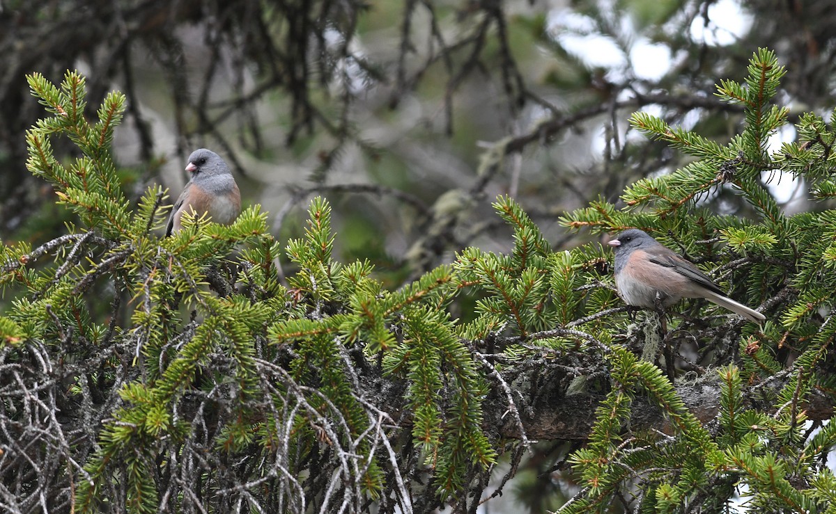 Junco ardoisé (mearnsi) - ML642133788