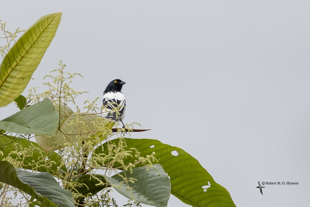 Magpie Tanager - ML642133794