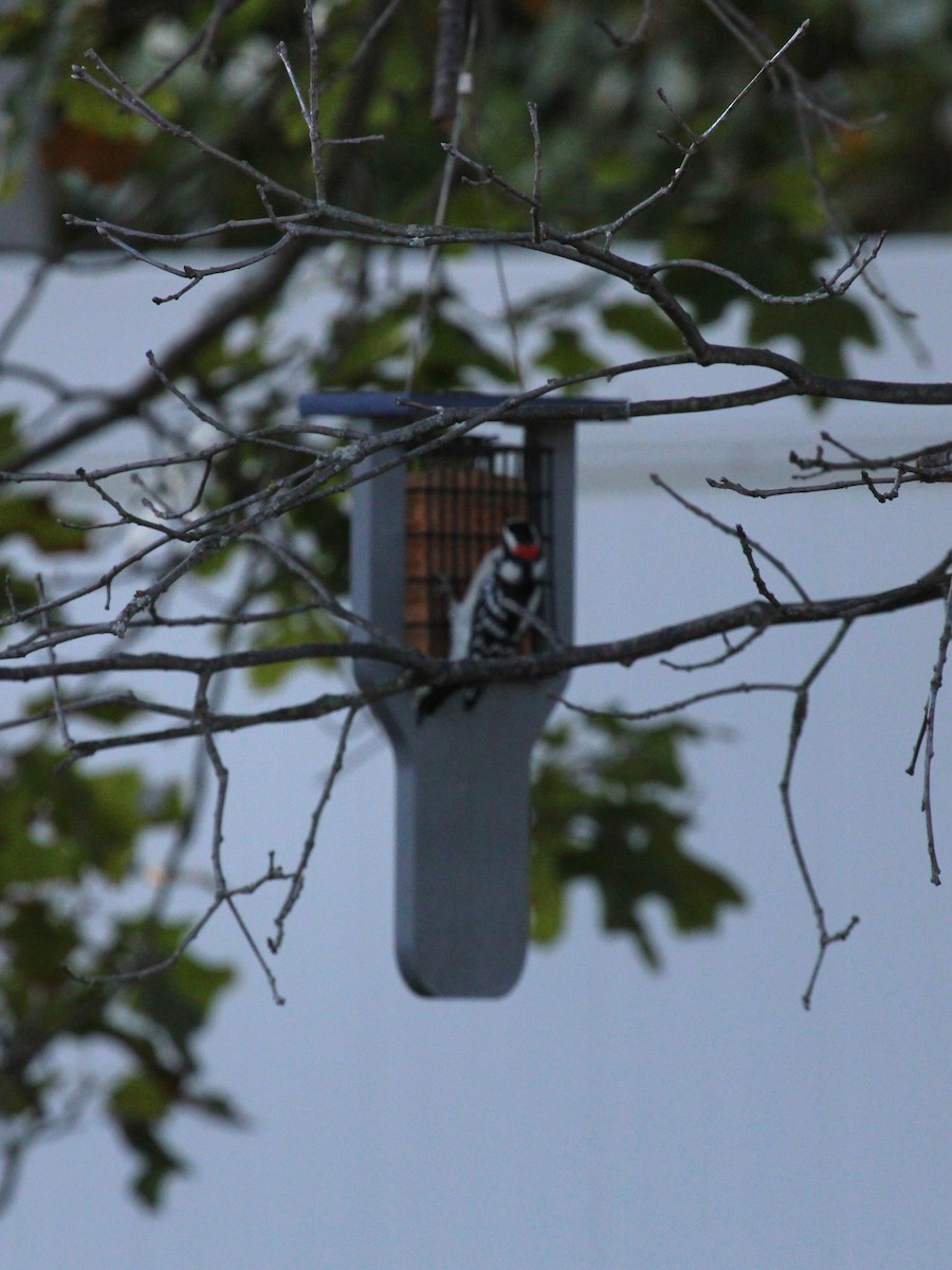 Downy Woodpecker - ML642133799