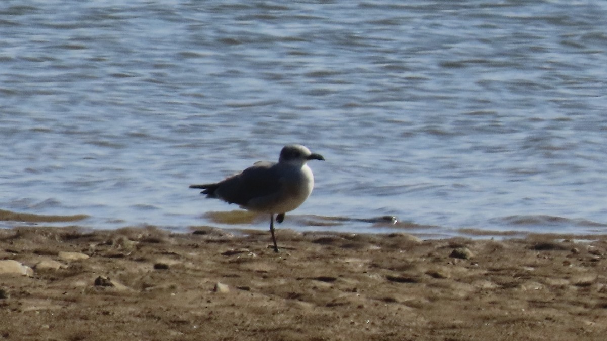 Laughing Gull - ML642133801