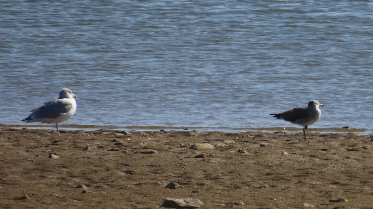 Laughing Gull - ML642133802