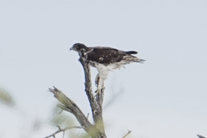 African Hawk-Eagle - ML642133803