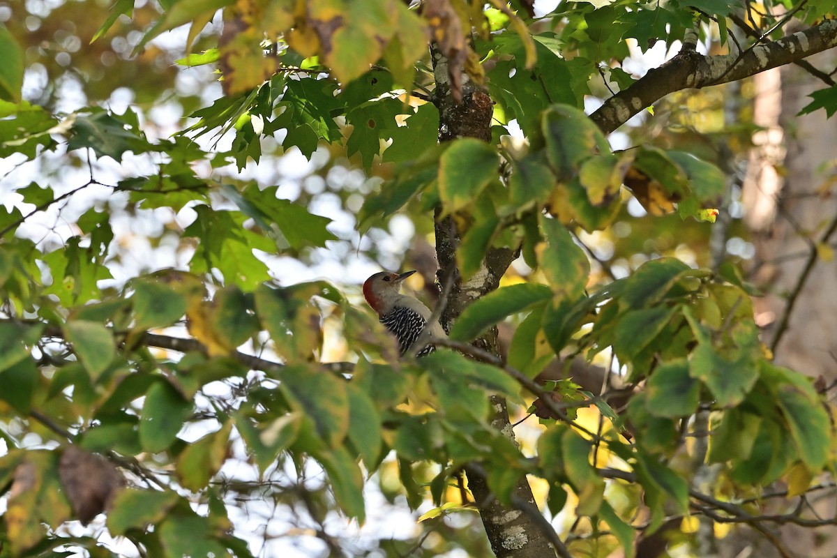 Red-bellied Woodpecker - ML642133804