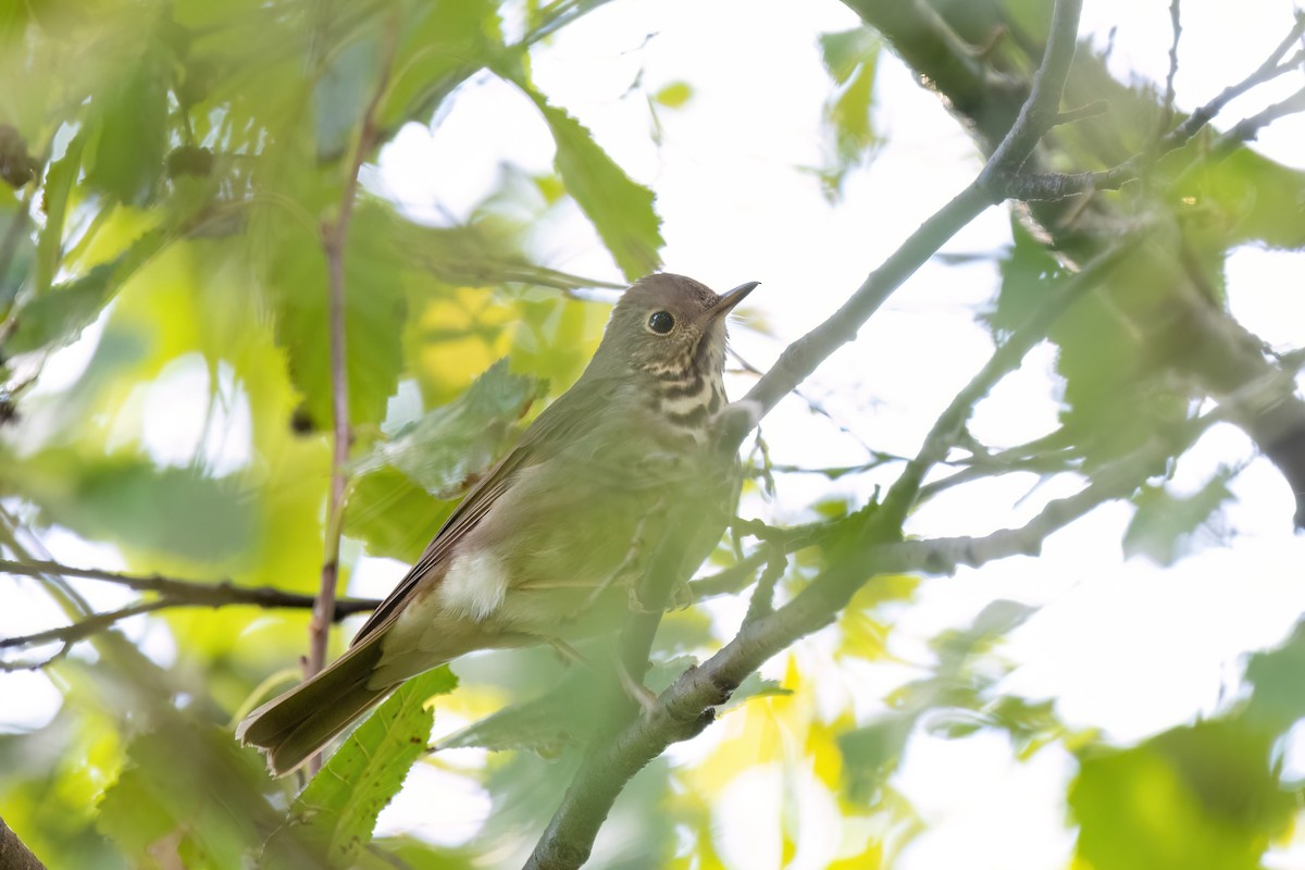 Hermit Thrush - ML642133805