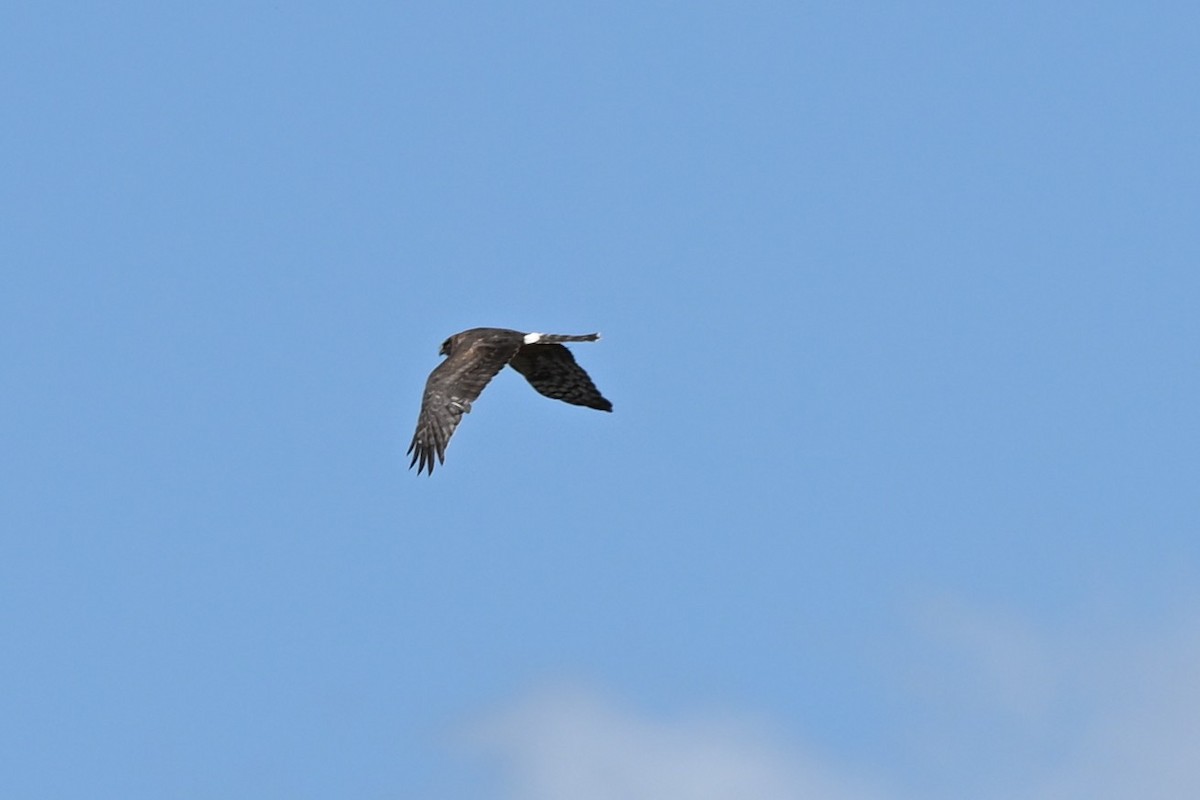 Northern Harrier - ML642133807