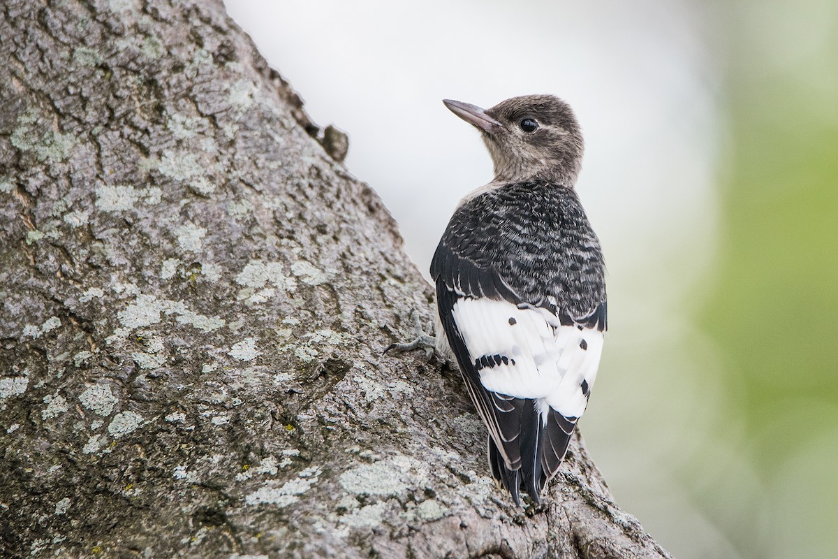 Red-headed Woodpecker - ML64213381