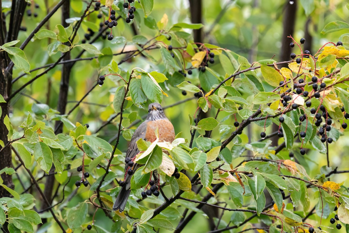American Robin - ML642133810