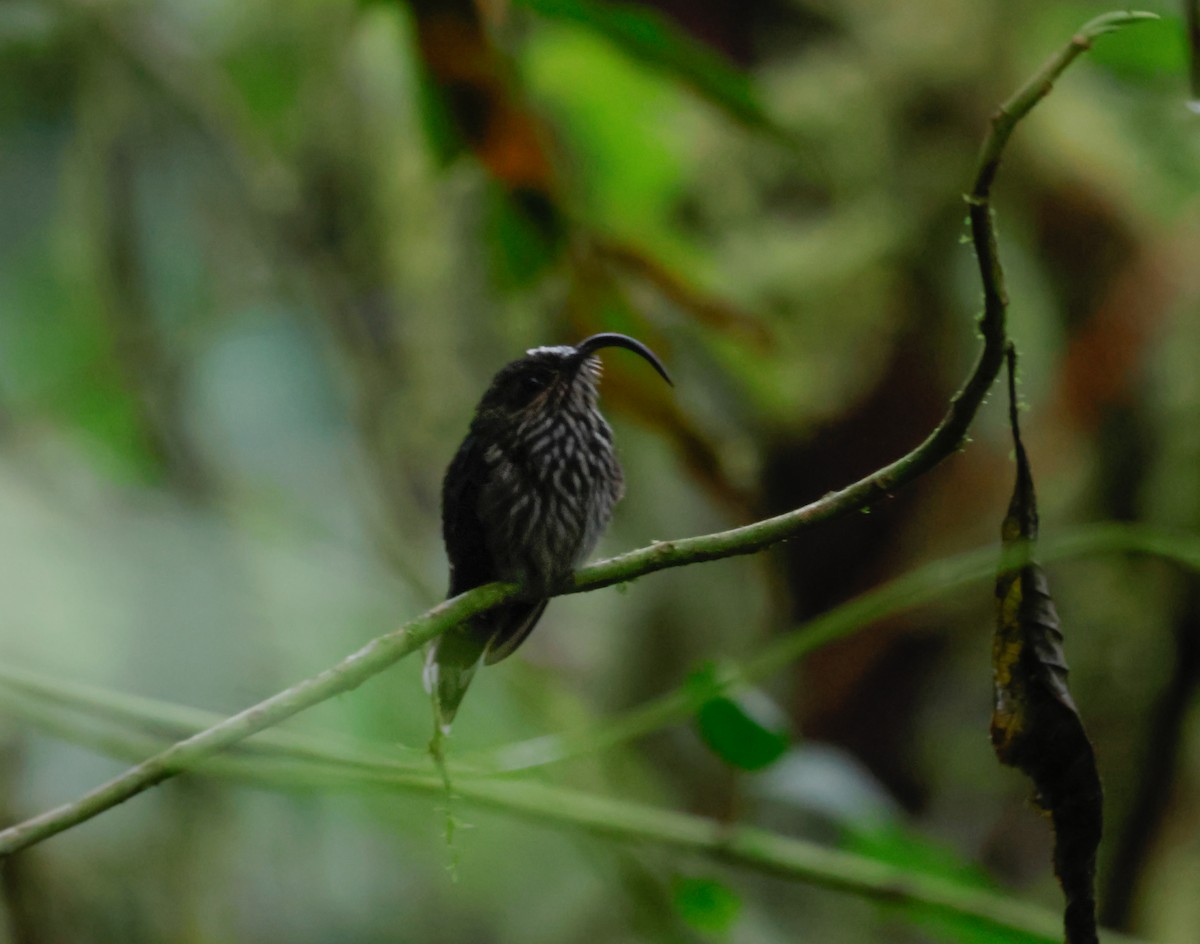 White-tipped Sicklebill - ML642133811