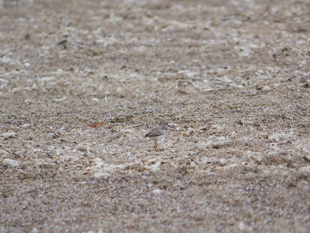 Least Sandpiper - ML642133812