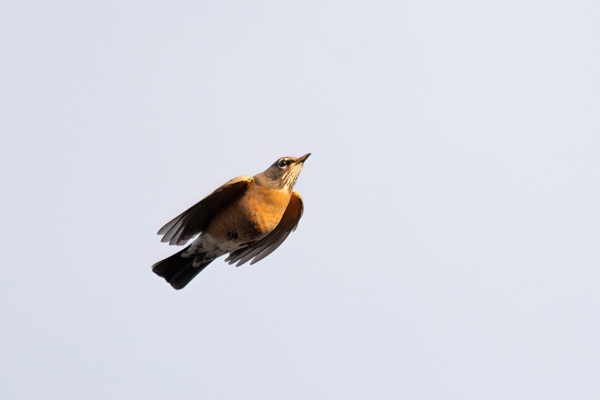 American Robin - ML642133813
