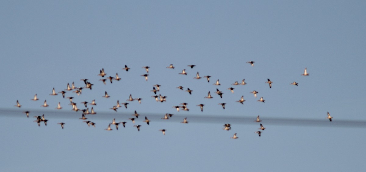 Blue-winged Teal - ML642133814