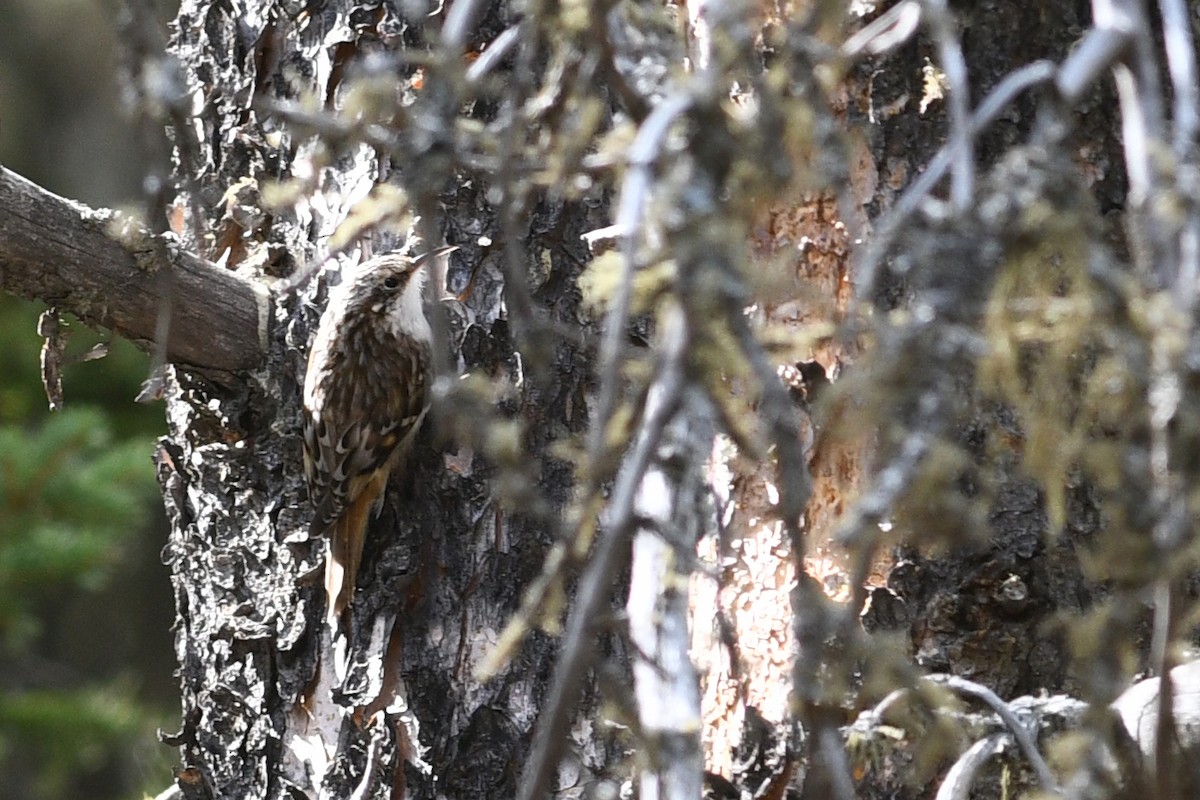 Brown Creeper - ML642133815
