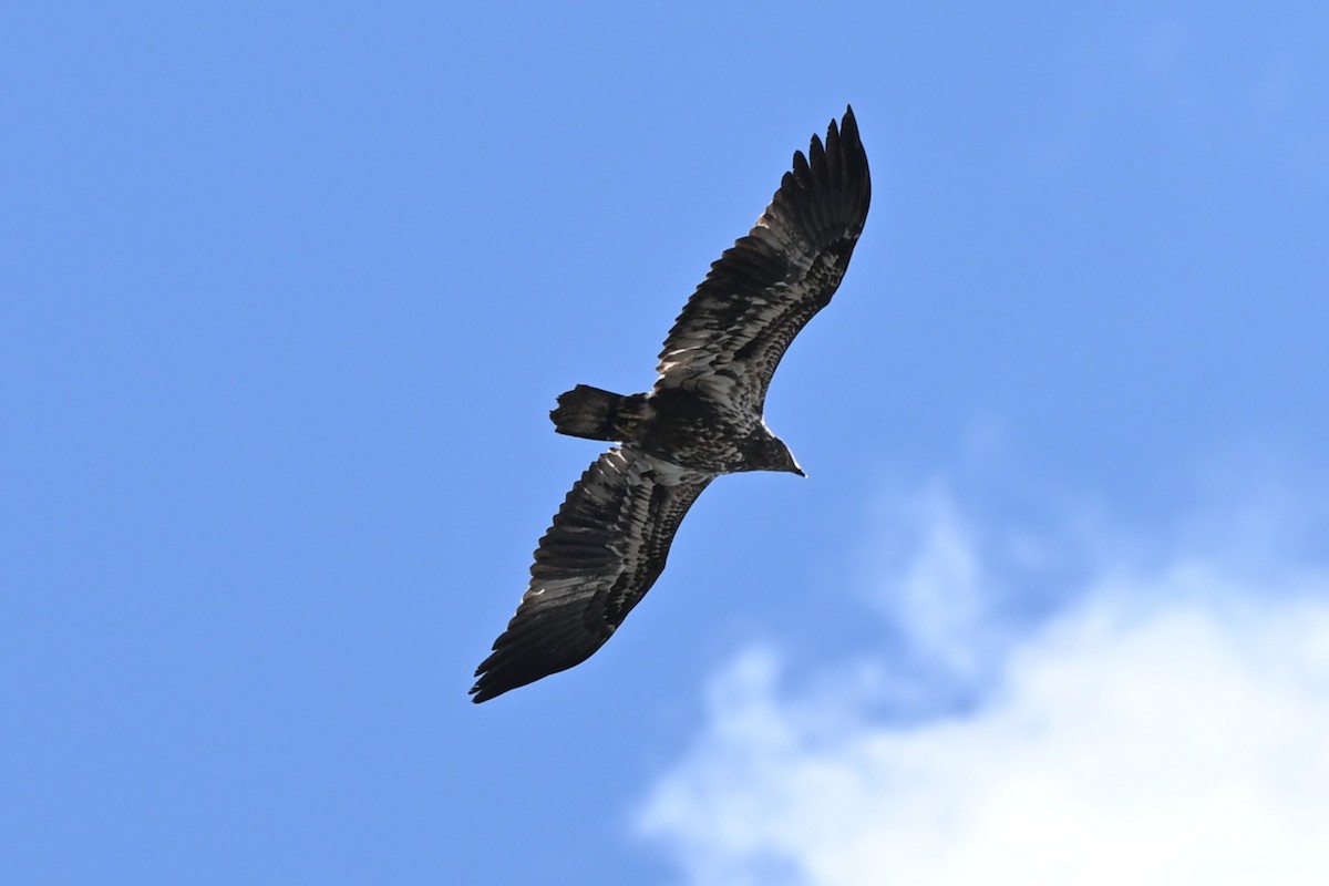 Bald Eagle - ML642133817